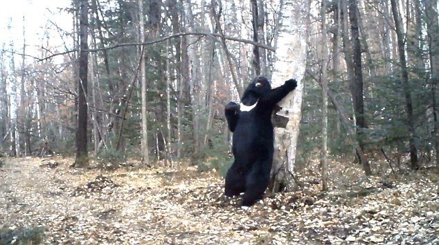 VIDEO: Ursul Baloo a fost văzut în Rusia. A dansat în jurul unui copac