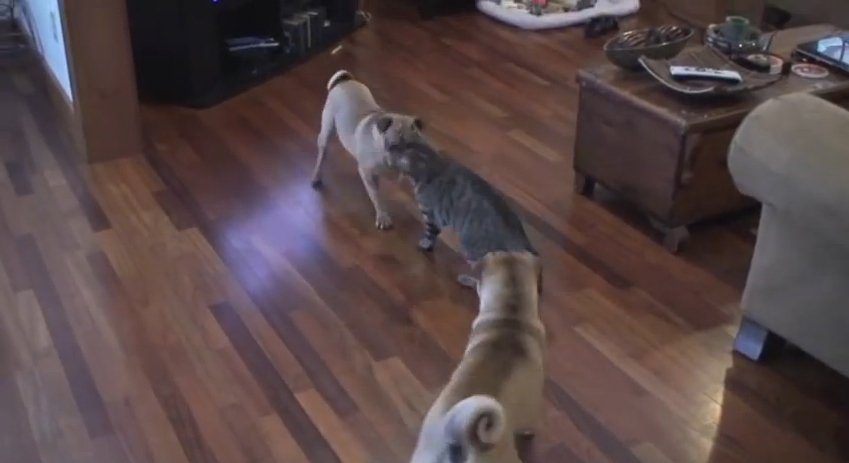 VIDEO: Se înţeleg precum... câinii şi pisica. Cea mai amuzantă luptă între patrupezi