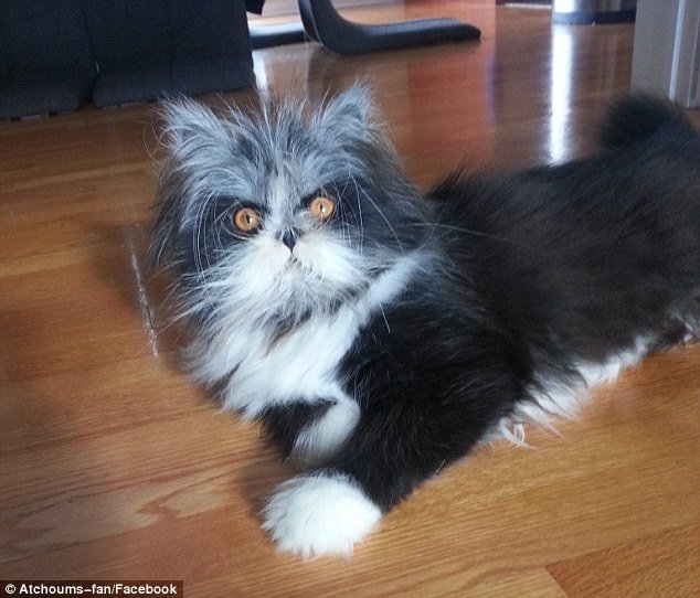 FOTO: Pisica înspăimântătoare. Privirea ei te va hipnotiza