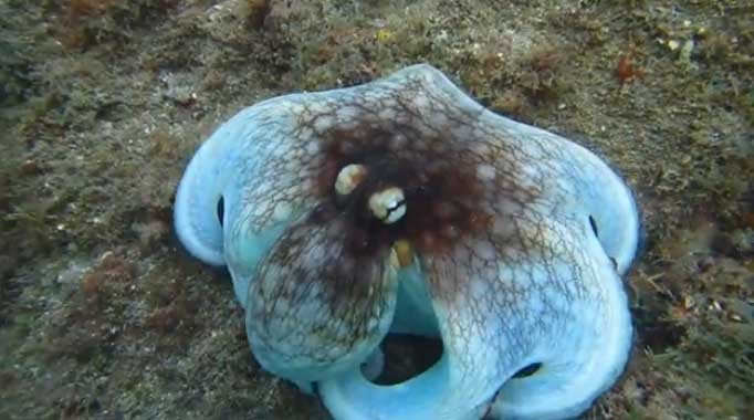 VIDEO: Priviţi incredibila capacitate de camuflare a caracatiţelor