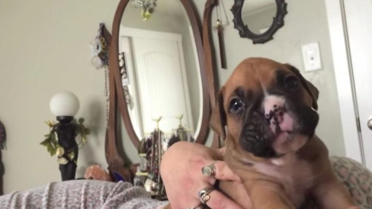 VIDEO: Tobias învaţă să urle. Numai că nu se prea descurcă