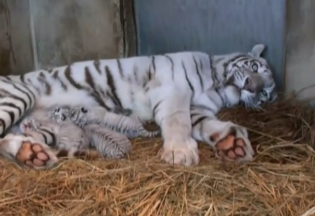 VIDEO: Patru pui de tigru alb s-au născut în Japonia. Părinţii sunt Rocky şi Carla