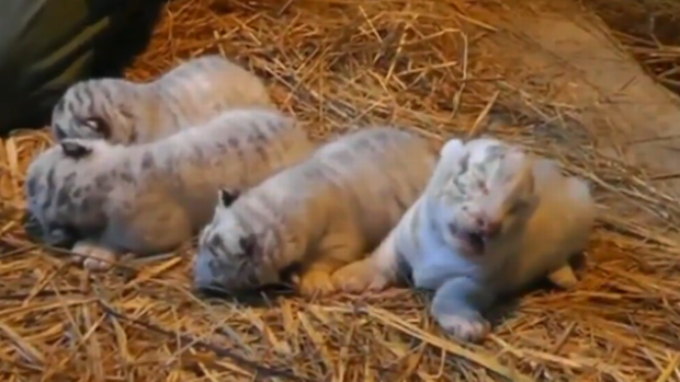VIDEO: Patru pui de tigru alb s-au născut într-o grădină zoologică