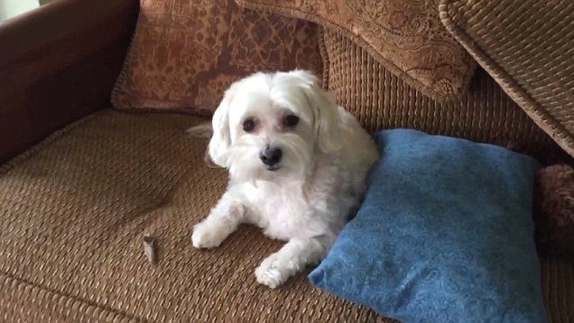 VIDEO: Doi câini şi multe şerveţele împrăştiate. Care dintre ei e vinovat?