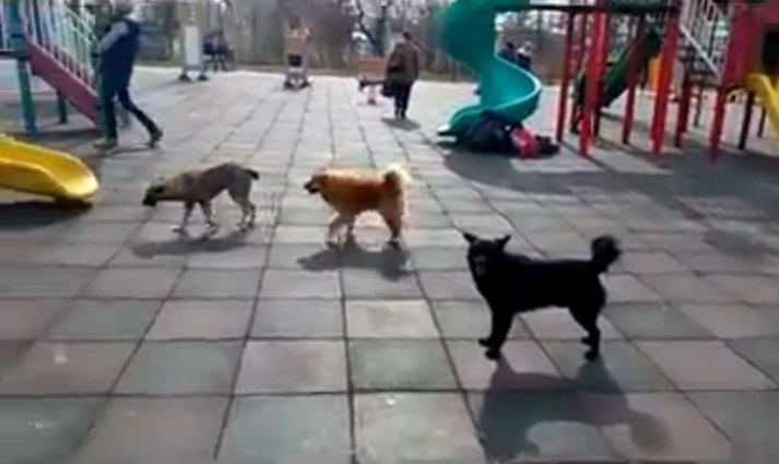 VIDEO: Câinii le dau târcoale, mârâind, copiilor care se joacă în parc la Iaşi