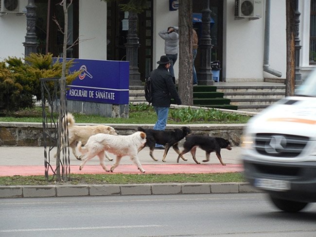 FOTO: Copoul, plin de câini maidanezi. Mulţi în zona Casei de Asigurări de Sănătate
