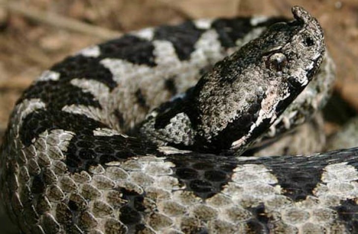 Bihor: Crescătorie neautorizată de reptile, unele foarte veninoase, descoperită într-o cameră de bloc