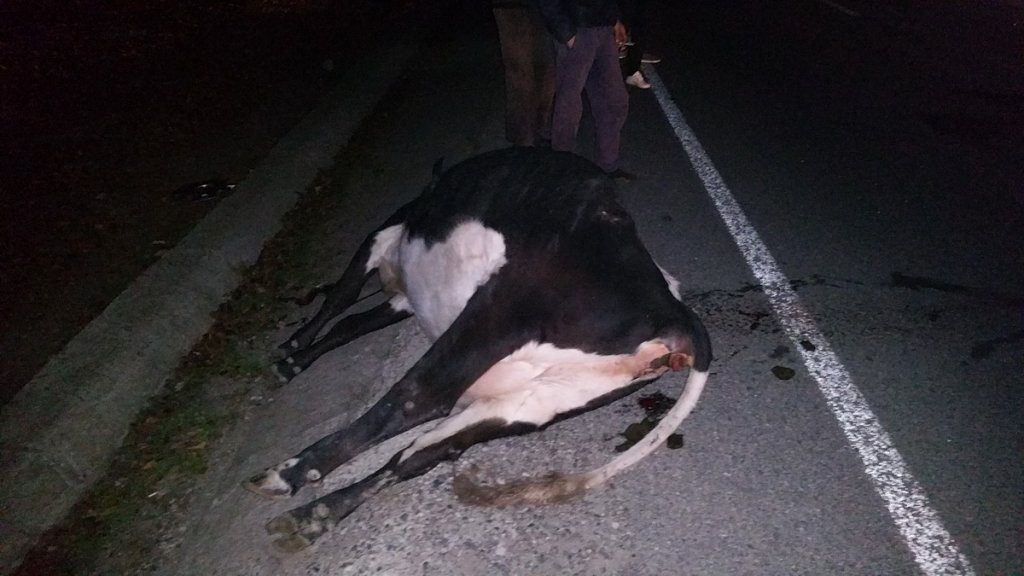  Moarte pe marginea drumului: un BMW, o vacă, o femeie și o justiție îngăduitoare