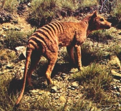 Specii de animale care nu mai au nevoie de protecţie: au dispărut deja