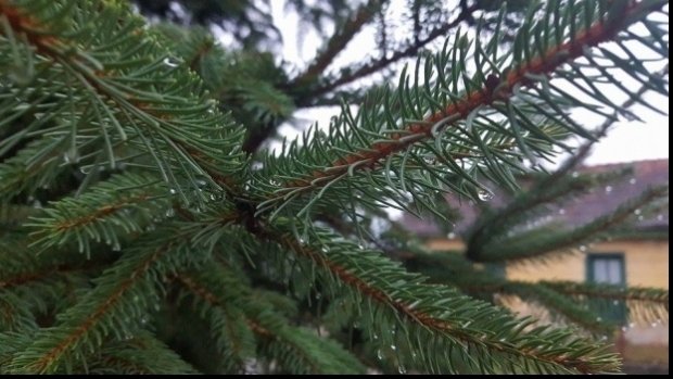 Peste 16.000 de pomi de Crăciun scoși la vânzare de Romsilva. Ce prețuri au și de unde se pot cumpăra