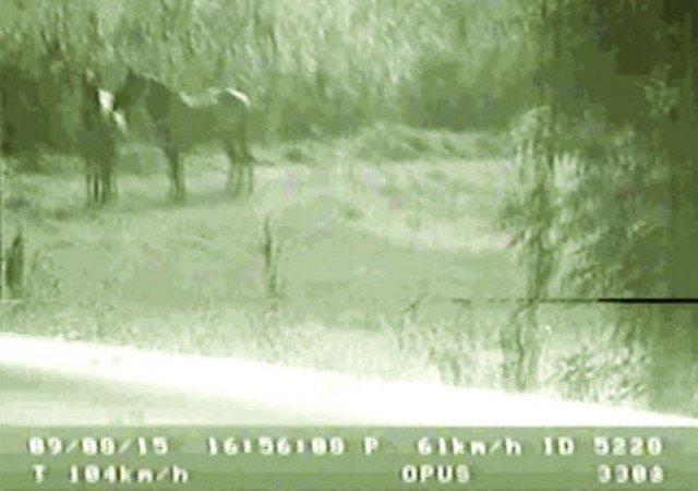  EXCLUSIV: Motivarea judecătorilor din dosarul cailor „prinşi“ de radar că păşteau cu 104 km/h