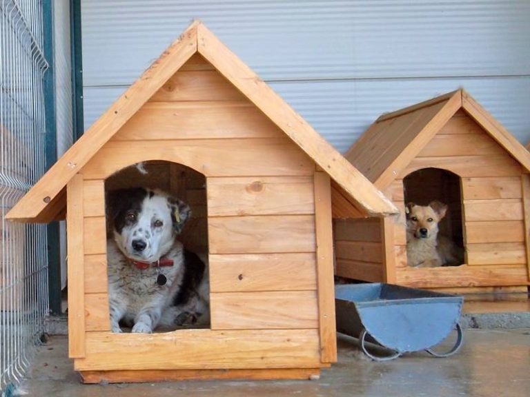 Oferă un cămin unui câine fără adăpost: Adopții și sterilizări gratuite la Adăpostul Municipal