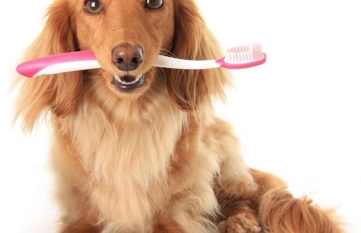  Colțul medicului veterinar:  Îngrijirea danturii la câine și pisică