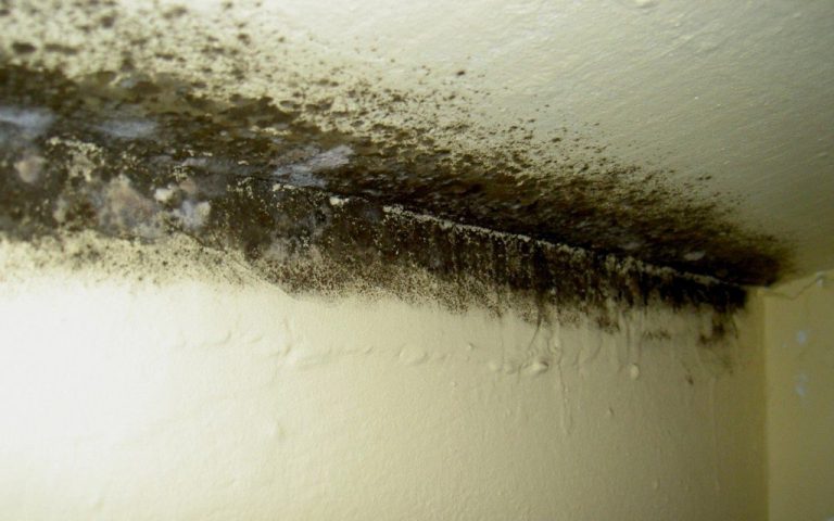 Igrasia s-a întins la circa 51% dintre locuințele românilor. Care sunt cele mai grave probleme cu care se confruntă gospodăriile locale?