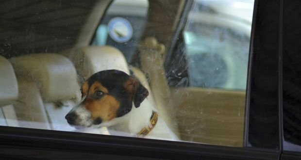 Un ieșean care și-a dus câinele la un cabinet veterinar a fost amendat cu 8.000 de lei