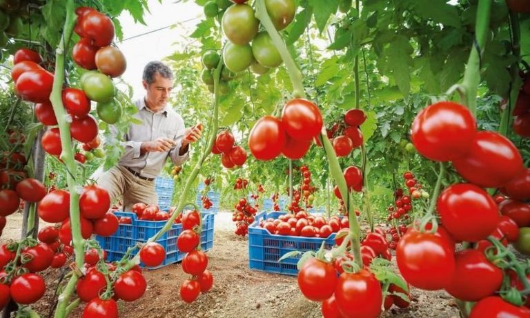 Ministrul Agriculturii: Vom finanţa fiecare mie de metri pătraţi cu legume cu obligativitatea ca 50% să fie tomate
