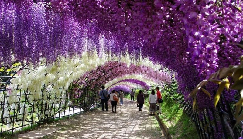  2415_55_galerie_2Kawachi-Fuji-Garden