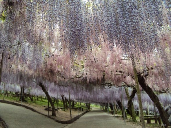  2417_55_galerie_4Kawachi-Fuji-Garden