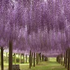  2419_55_galerie_6Kawachi-Fuji-Garden