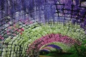  2421_55_galerie_8Kawachi-Fuji-Garden