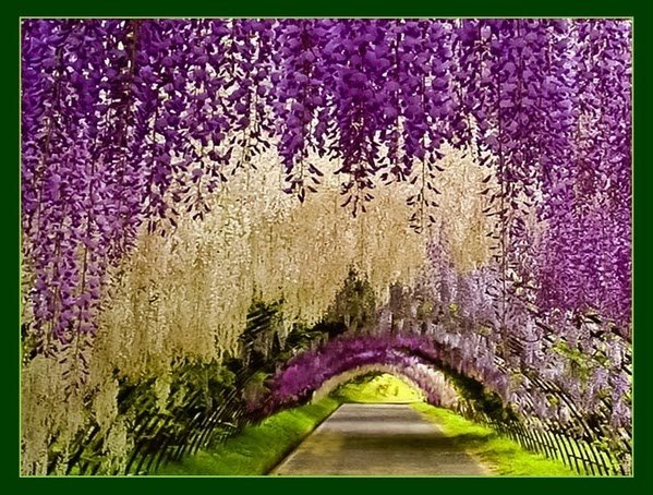  2426_55_galerie_13Kawachi-Fuji-Garden