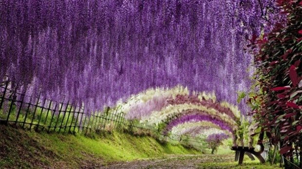  2427_55_galerie_Kawachi-Fuji-Garden