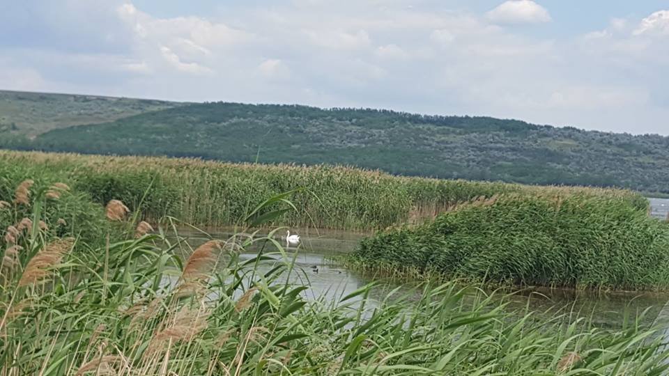  250653_162849_stiri_Delta-Moldovei5
