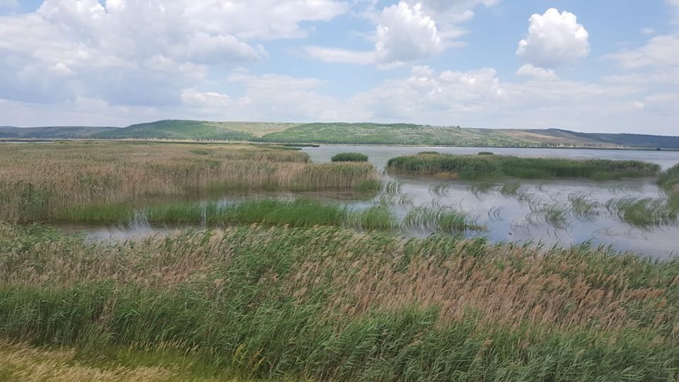  250654_162849_stiri_Delta-Moldovei6