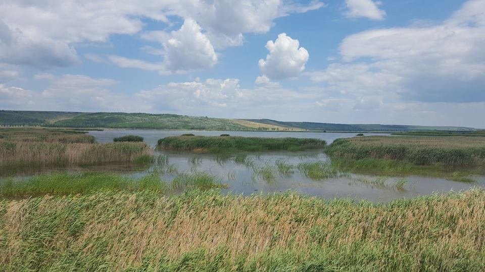  250655_162849_stiri_Delta-Moldovei7