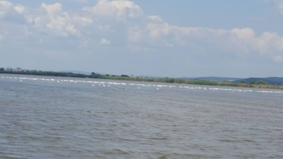 250657_162849_stiri_Delta-Moldovei9