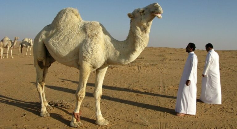 Cazuri ieșite din comun - două ieșence au ajuns la Infecțioase cu mușcături: una de la o cămilă, alta de la un babuin. Unde s-a întâmplat?