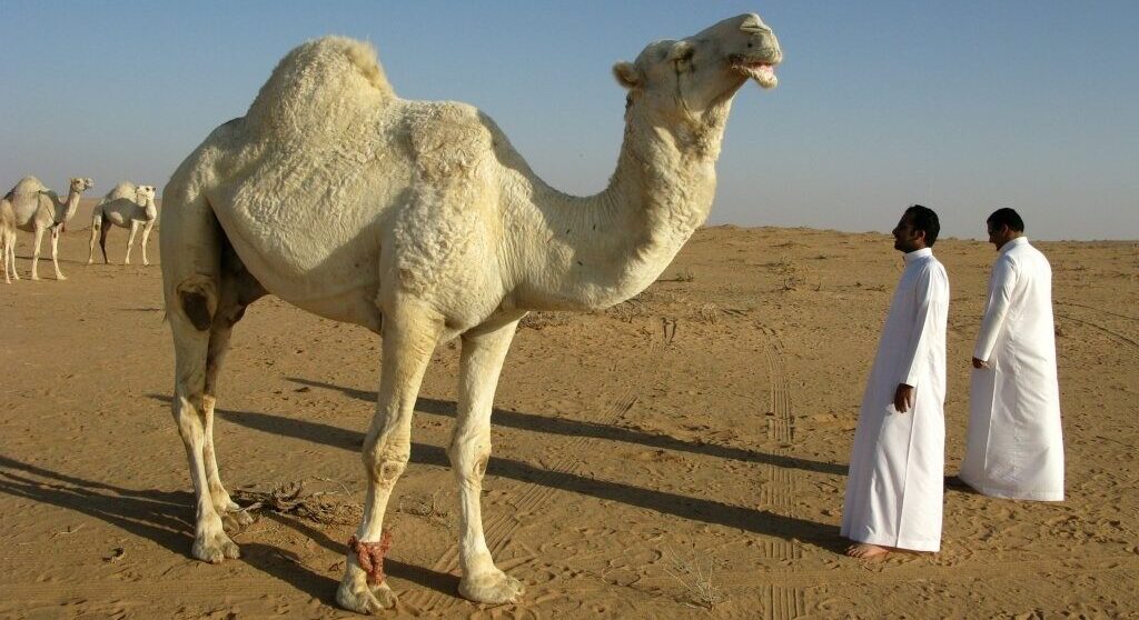  Cazuri ieșite din comun – două ieșence au ajuns la Infecțioase cu mușcături: una de la o cămilă, alta de la un babuin. Unde s-a întâmplat?