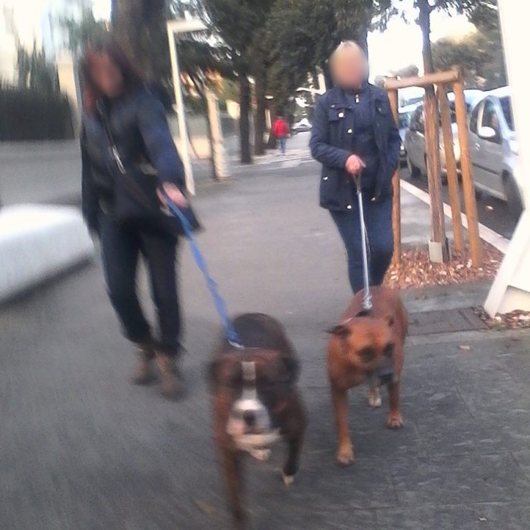  VIDEO: ATAC înfiorător al unor câini amstaff la Iași. Bărbat mușcat de testicul (UPDATE)