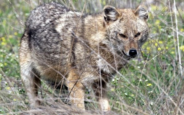 O femeie din satul Cozia a fost atacată de un șacal în propria grădină. Aceasta a fost confirmată cu rabie