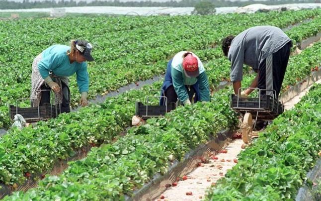  Danemarca caută 100 de culegători de mazăre