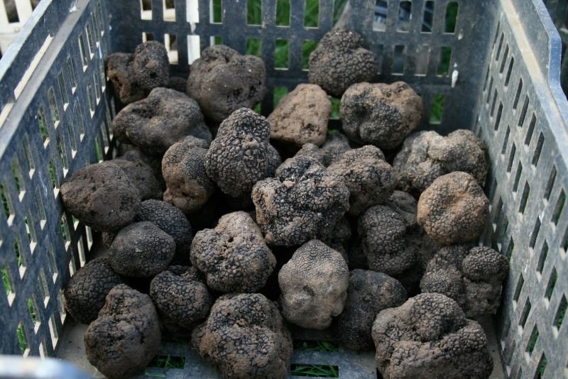 Afaceri ilegale cu trufe şi fructe de pădure de peste 13 milioane de lei, descoperite în urma unor controale comune ale Gărzii de Mediu, ANAF şi Poliţiei