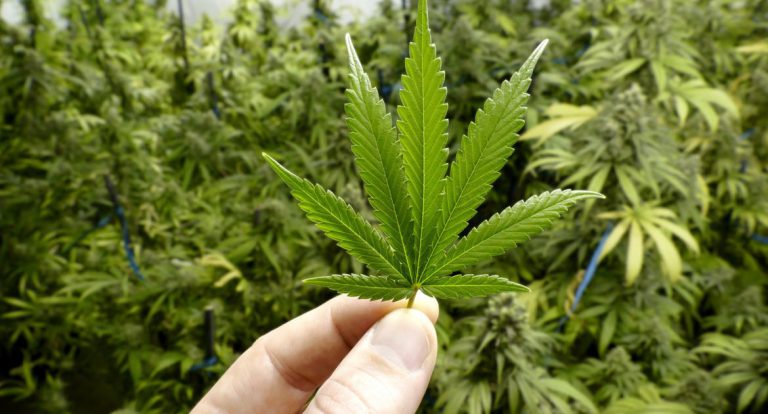 Povestea traficanților de cannabis de la Drăgușeni ce pare desprinsă din filme, dar este 100% adevărată. Întreaga familie vindea „iarbă” plantată de ei, crescută în Spania