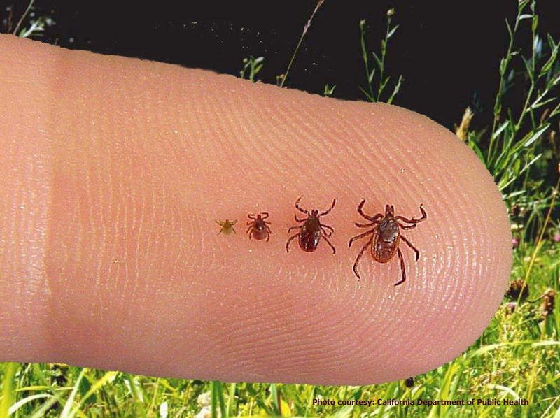 Boala Lyme: „afecțiunea cu 100 de fețe” transmisă prin mușcătura căpușelor