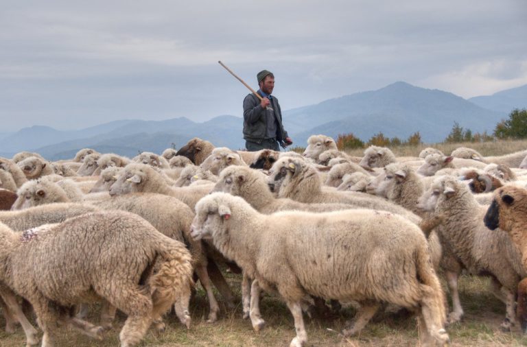 Liber, din nou, la exportul de ovine către Arabia Saudită. Ce au de câștigat fermierii locali