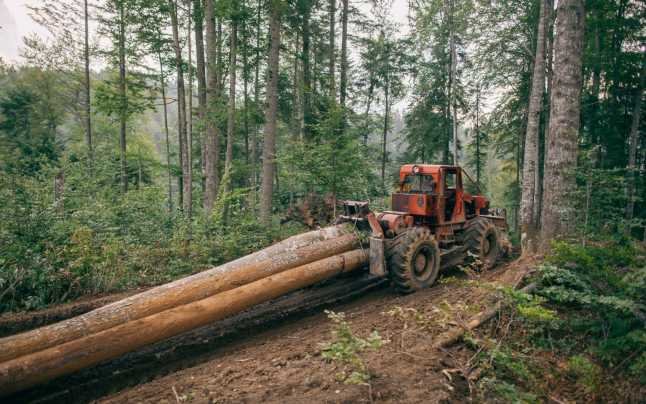  Direcția Silvică Iași scoate la licitație tăierea a câtorva zeci de mii de metri cubi de lemn