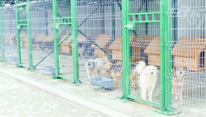  EXCLUSIV: Sute de câini eutanasiați lunar la Iași. Planul pe 2020: 212/lună