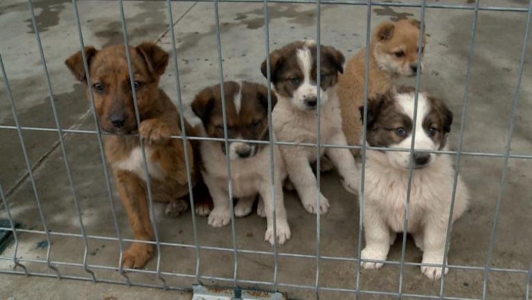 Primărie amendată din cauză că nu a amenajat un padoc chiar dacă nu avea câini comunitari în zonă. Judecătorii au fost de neclintit