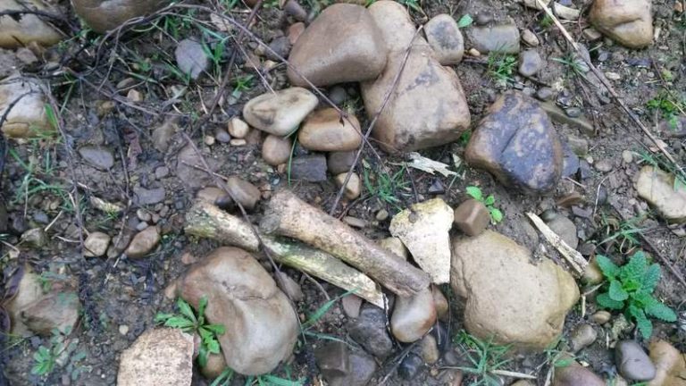 Rămăşiţe umane, posibil ale unui copil, găsite în timpul unor lucrări, aproape de centrul municipiului Timişoara