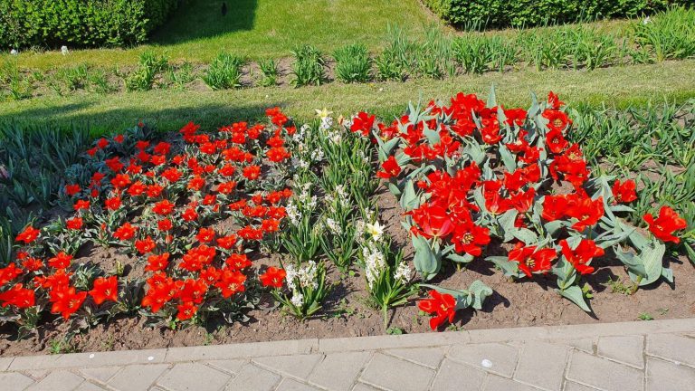 FOTO: Expoziţie deosebită de lalele la Grădina Botanică. Imagini superbe doar aici!
