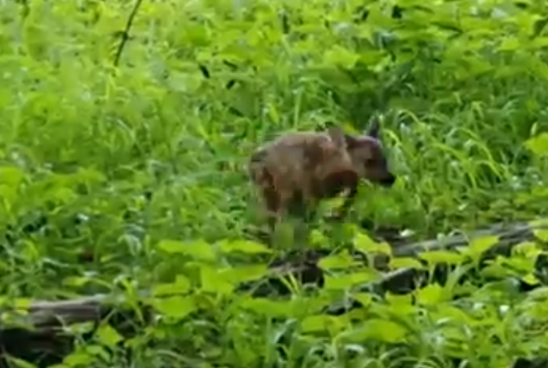  VIDEO: Imagini cu „Bambi” căutându-și cu disperare mama, surprinse de camerele de supraveghere din Parcul Național Vânători Neamț