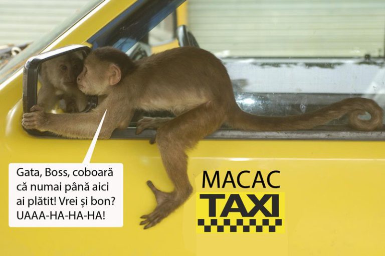 Pe plaje colindă taximetrişti care invită turiştii să se pozeze cu maimuţa de la aparat