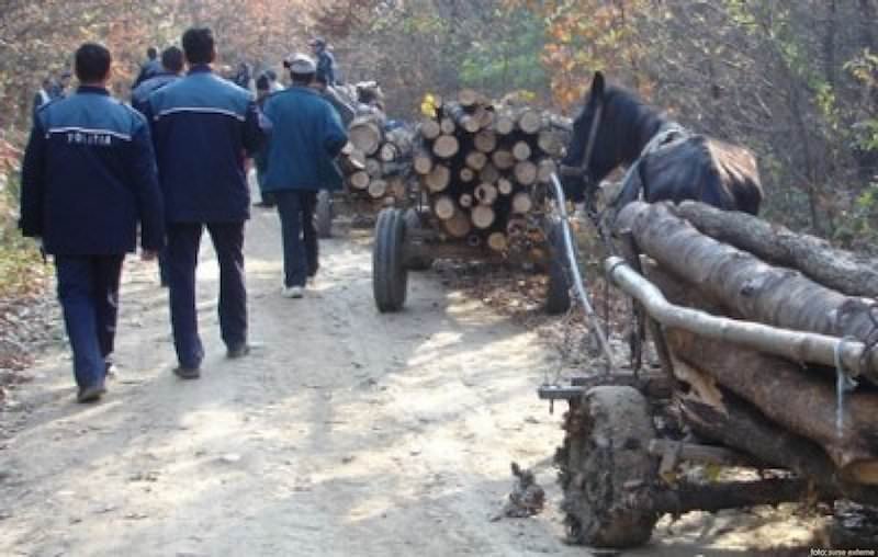  Zeci de poliţişti au ieşit la vânătoare de hoţi de lemne