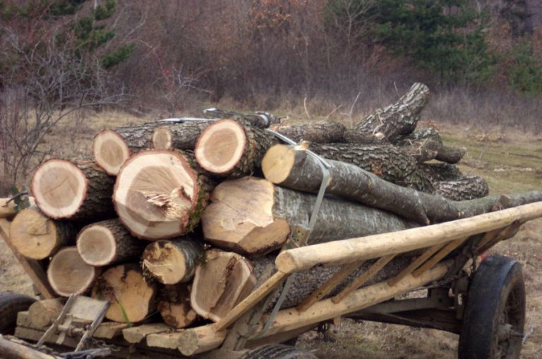 Hoții de lemne prinși de pădurarul din Pocreaca tăind copaci l-au atacat pe acesta și au vrut să-i fure și telefonul. Ce a decis instanța?