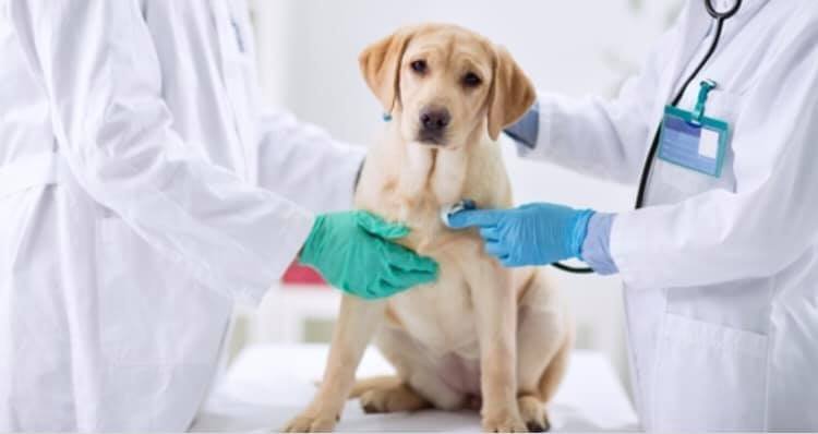  Veterinar condamnat la închisoare cu executare, după ce a inventat moartea mamei
