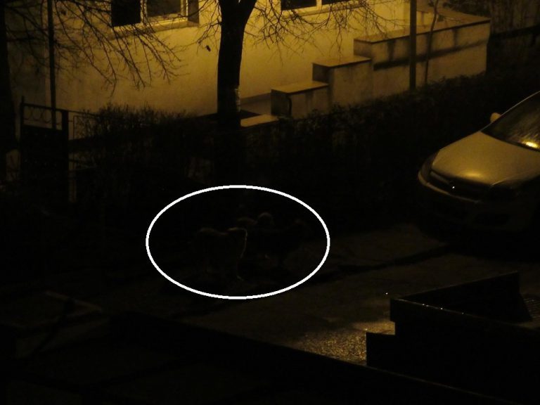 Iașul s-a umplut iar de câini maidanezi. „Îmi este și frică, dar mai tare mi-e milă“